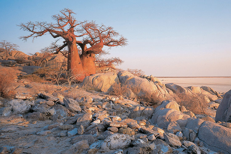 Enjoy the beauty of makgadikgadi pan